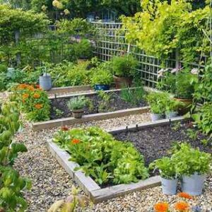 10 Backyard Vegetable Garden Ideas for Beginners