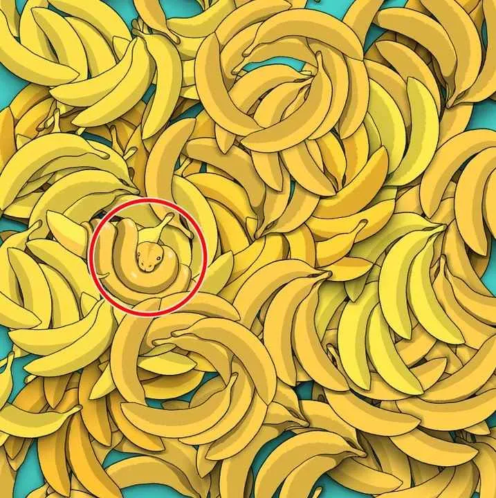 Optical illusion: Can you find the snake in the bananas in 5 seconds?