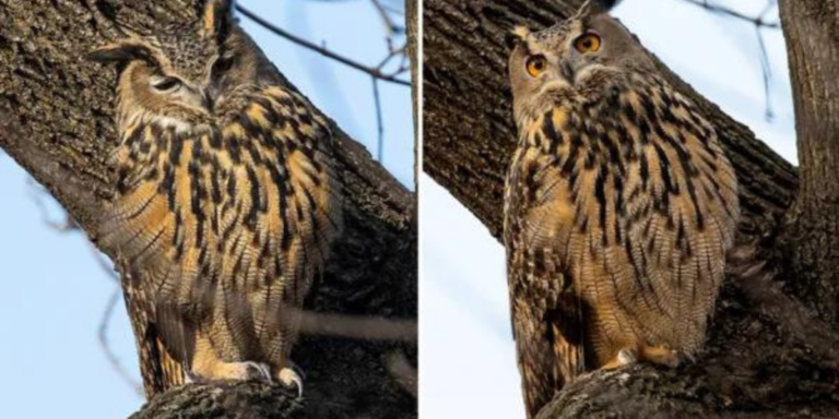 Zoo says'most renowned owl in the world,' Flaco, dies. 2