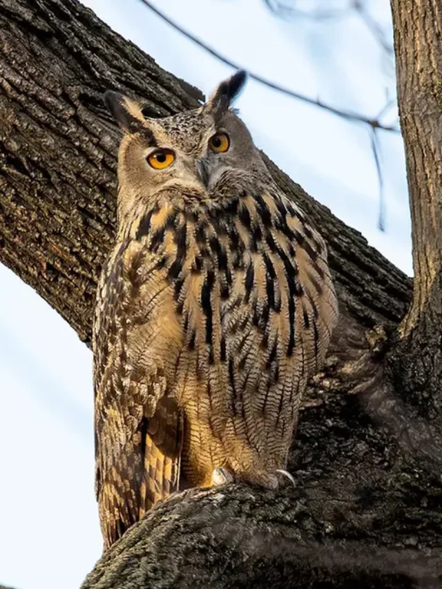 Zoologists Announce New York City’s Celebrity Owl Cause of Death