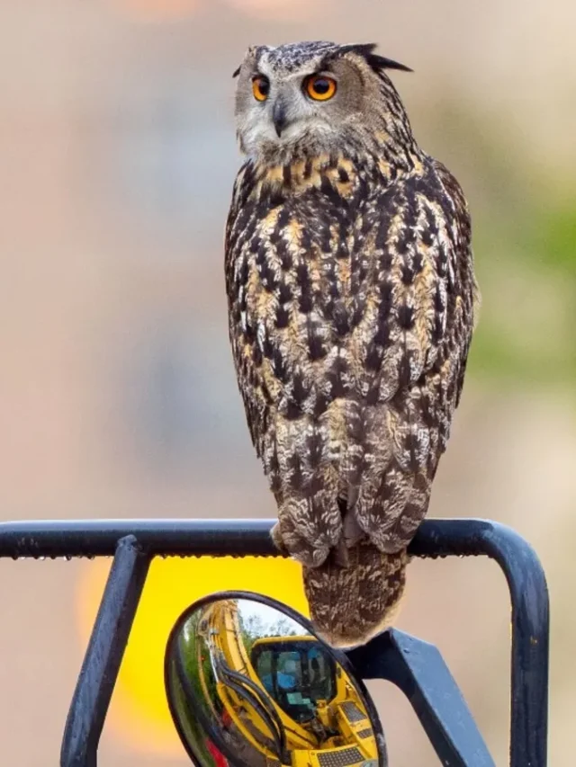 Zoologists Explain NYC Celebrity Owl Death.